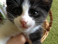 :           2  .    ()  Ami Cat,   