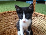 :           2  .    ()  Ami Cat,   