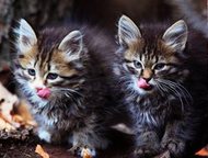 Челябинск: Котята от сибирской домашней кошки Котята от сибирской домашней кошки, осталось два котенка, черная девочка и серенький полосатый мальчик. к лотку при