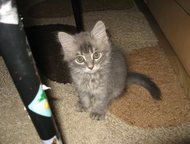 Отдам котенка в добрые руки Котенок мальчик 2, 5 месяца, очень игривый и ласковый, к туалету приучен, кушает все. Корм на неделю, миски, лоток под туа, Челябинск - Продажа кошек и котят