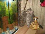 Челябинск: Отдам котенка в добрые руки Котенок мальчик 2, 5 месяца, очень игривый и ласковый, к туалету приучен, кушает все. Корм на неделю, миски, лоток под туа