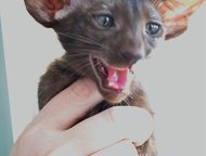 :          - .   (female, chocolate tortie)  f: LV*Avilordes Nath