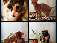      Decoute    Cookie & Cake Decoute. . . 03. 02. 2015, : G. I. Ch. Keyra Ink,  -    