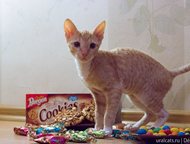 :      Decoute    Cookie & Cake Decoute. . . 03. 02. 2015, : G. I. Ch. Keyra Ink