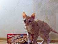 :      Decoute    Cookie & Cake Decoute. . . 03. 02. 2015, : G. I. Ch. Keyra Ink