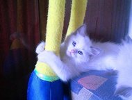   Ragdoll -     ,    -,    1, 5 .       ,   ,  -    