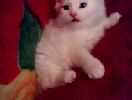 :         ,  2, 5    ,  !