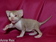 : Devon Rex  DevAnna Rex        .   19  26  2015  .    ,