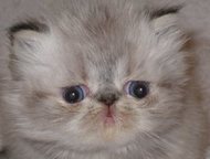:  -   ( -) .    --.  , , , 