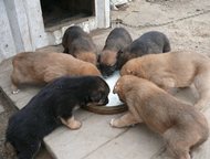 :          ,        (    , 