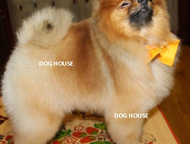 :  &    Dog House                .     :     ;  