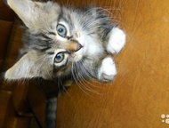    ,   ,  ,  ,     !,  -    