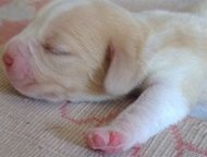 :       ,  1- .   (2   1 )   (2   3 ), 