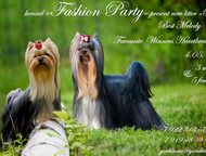 :    Fashion Party         !  ,  , , 