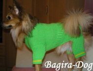 :      Bagira-Dog          .  : , , , 