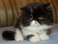 :         Lumicat  .       .    ,  