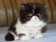 :         Lumicat  .       .    ,  