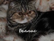           :   (- ),  : ,  -   ()