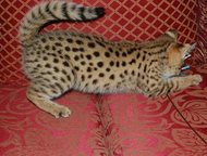 Serval   F1          Serval   F1     .    ,  -    