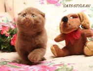 :     Cats Style      ,  ()   