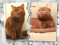     Cats Style      ,  ()   ,  -    