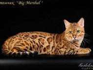 :      Big Marshal  .   -     ! , ,