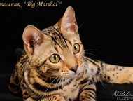 :      Big Marshal  . 
   -     ! 
 , 