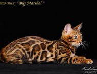 :      Big Marshal  .   -     ! , ,