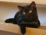 :            Scottish Fold & Scottish Straight,   