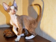 В качестве домашнего любимца Девон рекс Продаются котопесики, мальчики.   Окрас: циннамон с белым, циннамон пятнисты с белым.   Характер - шикарный!  , Челябинск - Продажа кошек и котят