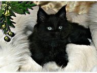   ,          Maine-Coon. : , ,    ,  -    