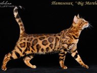 :      Big Marshal  .   -     ! , ,