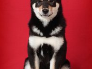 :  - (-) 14  2015      makani hauoli shiba (. )  sakurahime go taishi izumoyado (. 
