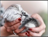 :        Scottish Fold     ,   .   19