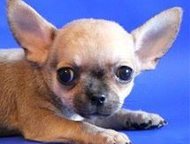 :           
   22  2015 
  - Vita-Chihua Fren