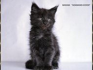 :  , -,          Maine-Coon. : , , 