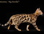 :      Big Marshal  . 
   -     . 
 , 