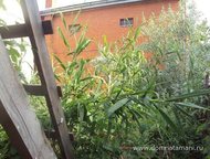 :   .       ,     100 .   . 