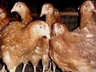                (25 .  ) 150 . /.  ,   - , 