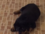 :          .    -   (  , 