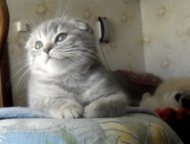 Санкт-Петербург: Элитные шотландские вислоухие котята Роскошные вислоухие мальчик и девочка 2. 5 месяца голубой споттед на серебре контактные чистоплотные смышленые. Х