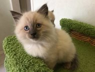 Санкт-Петербург: Котята (невская маскарадная) с паспортами Предлагаются Вашему вниманию 4 милых невских маскарадных кошечек с отличной родословной. Дата рождения: 08. 