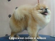 Санкт-Петербург: Стрижка собак и кошек, выезд мастера на дом по Спб, и область Профессиональная стрижка собак и кошек любых пород, с выездом к вам на дом! 
 
 *Модельн