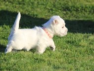 -:   West highland white terrier    West highland white terrier  .  . 