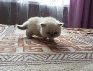 Санкт-Петербург: Продам персидских котят Продам персидских котят, (кот и кошечка), 4 мес. к лотку и когтеточке приучены, едят всё, привиты.