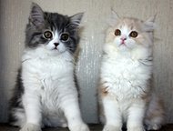 Элитные шотландские котята Питомник системы WCF Р. Ф. предлагает котят шотландской полу длинношерстной группы хайленд страйт, котята американского т, Санкт-Петербург - Продажа кошек и котят
