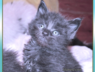 :        adamand-coon       . 
    , 