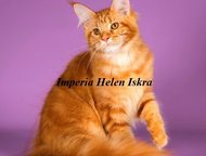       Imperia helen .      . 
 :   (d 22),  ,  -    