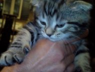 :  ,  -,    ,  -,   - Scottish Fold (),     , 