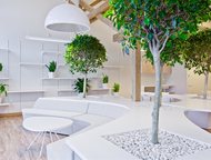 -:  ,      Green Tree  ,  ,      